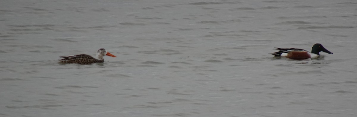 Northern Shoveler - ML555192801