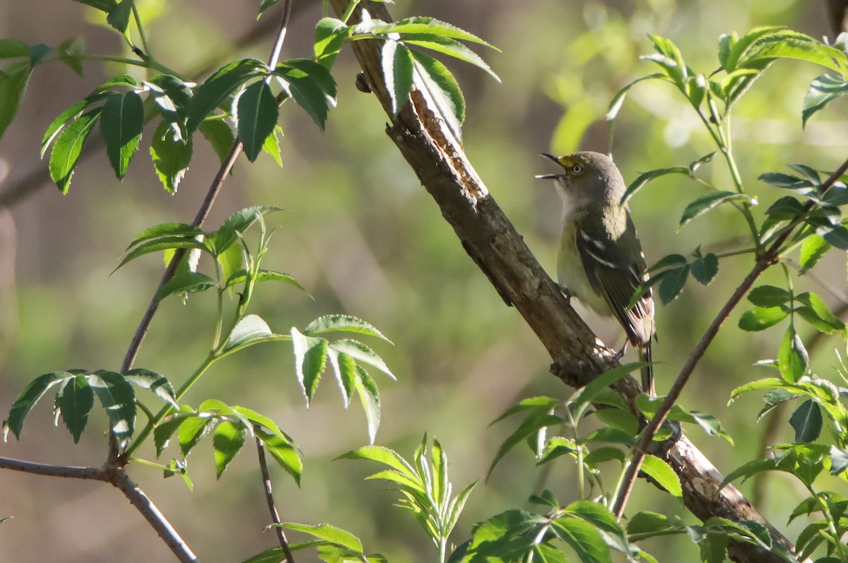 White-eyed Vireo - ML555193741