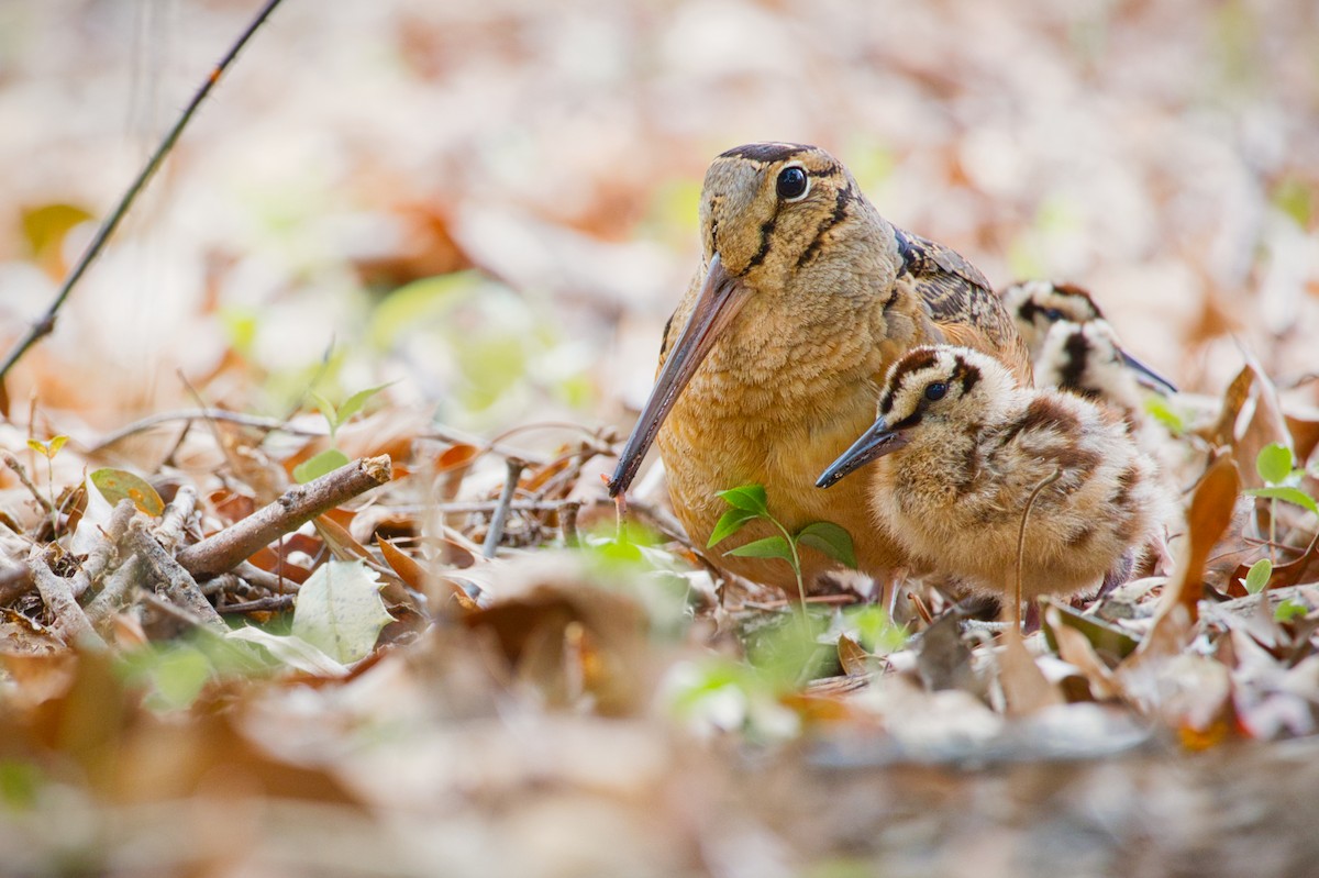 American Woodcock - ML555194171