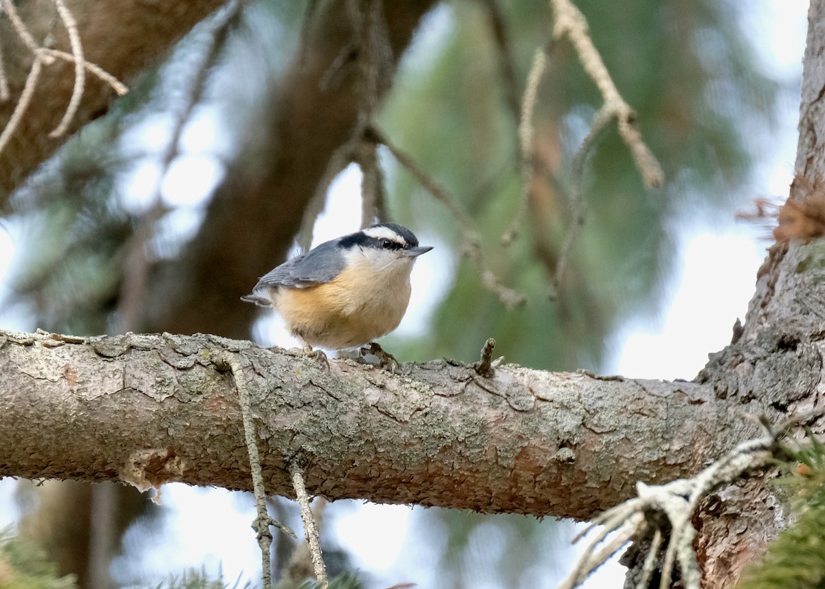 Red-breasted Nuthatch - ML555194641