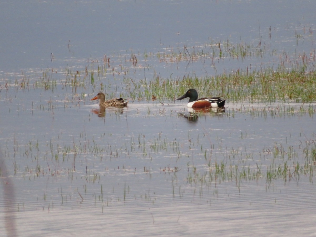 Northern Shoveler - ML55519531