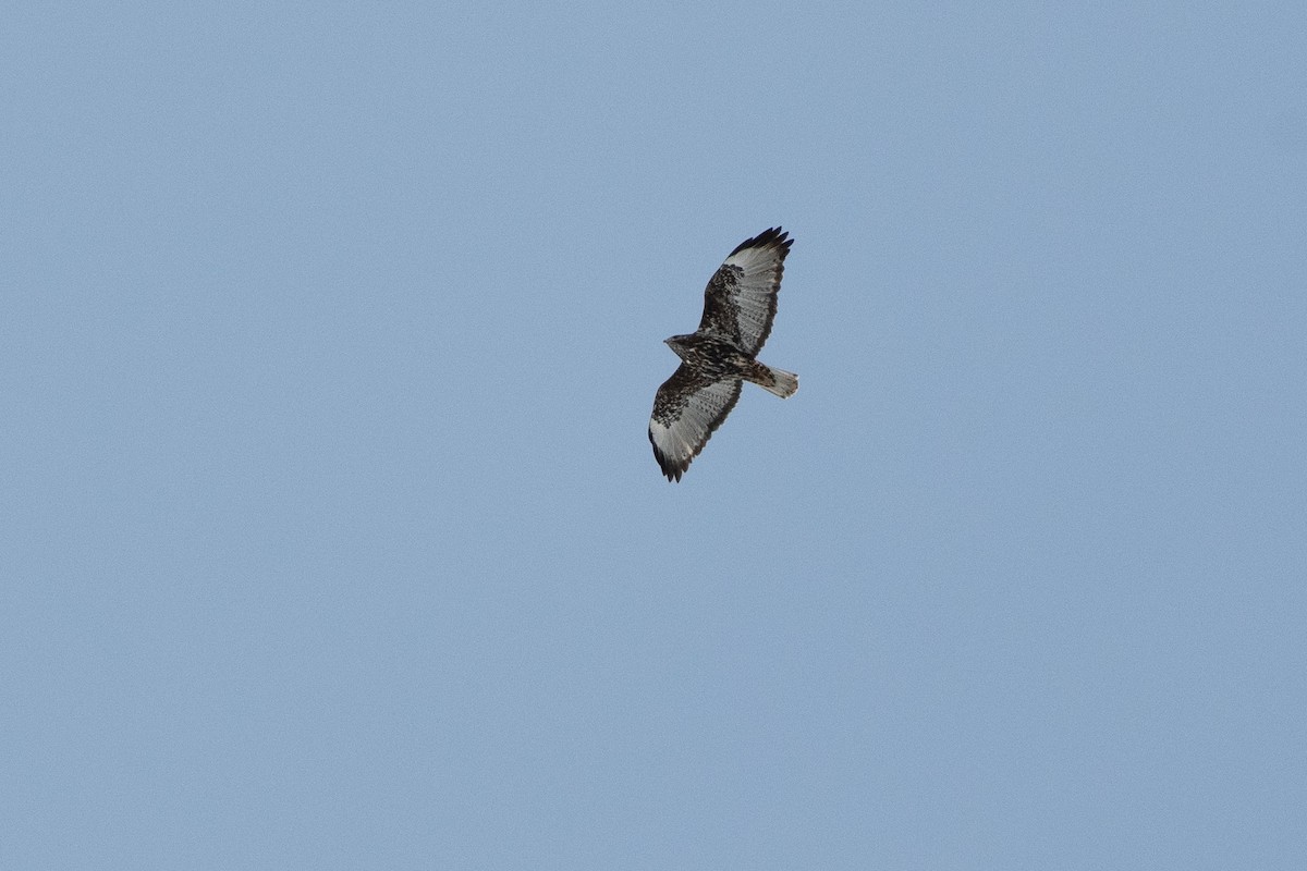 Red-tailed Hawk (Harlan's) - ML555195681