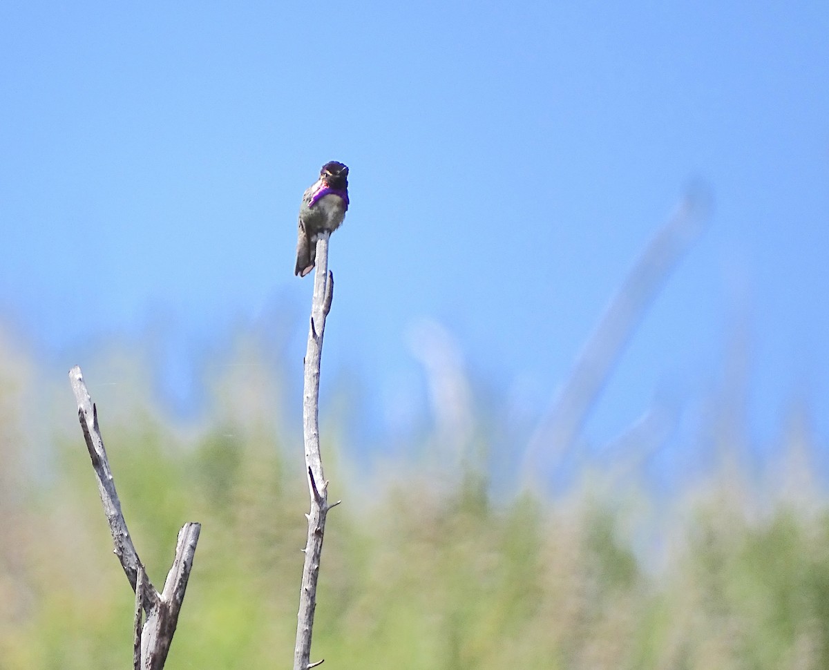 Colibrí de Costa - ML55519621