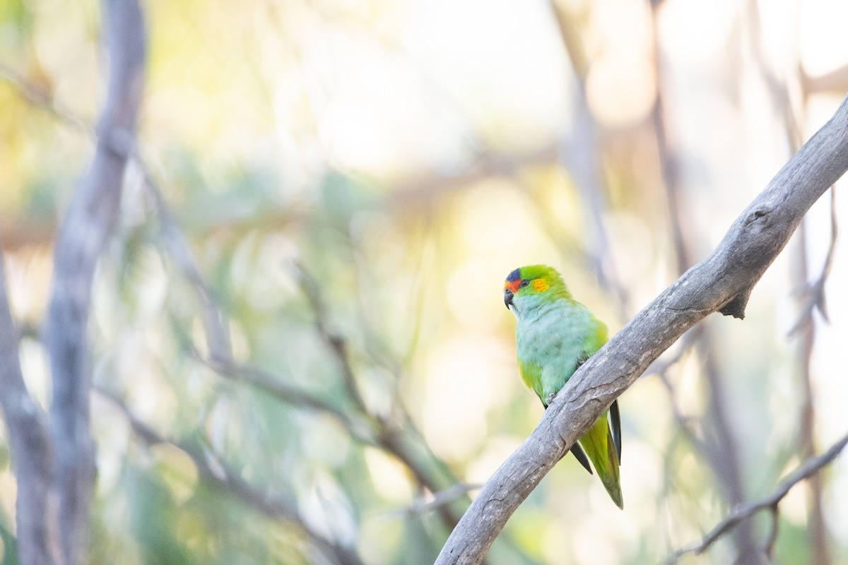 Purple-crowned Lorikeet - Caleb robins