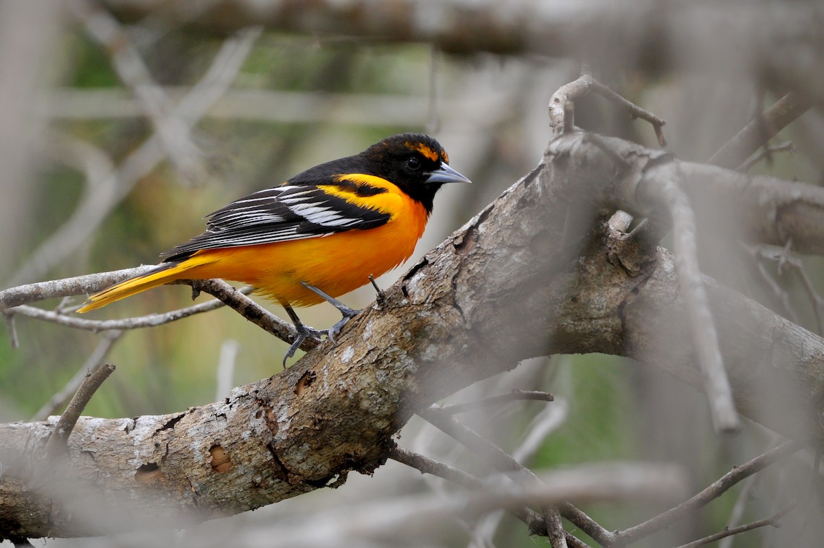 Bullock's x Baltimore Oriole (hybrid) - Bryan Calk