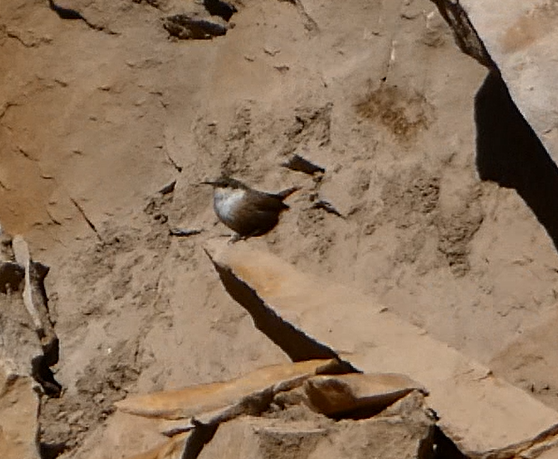 Canyon Wren - ML555197091