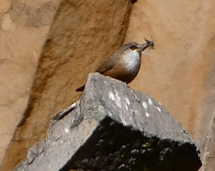 Canyon Wren - ML555197101