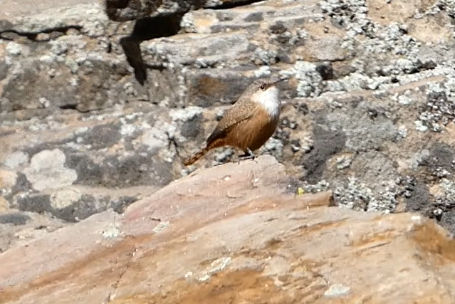 Canyon Wren - ML555197111