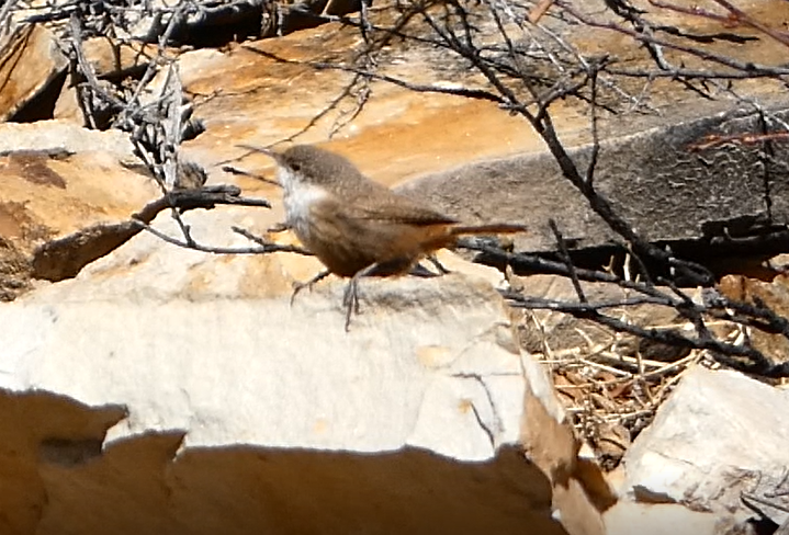 Canyon Wren - ML555197121