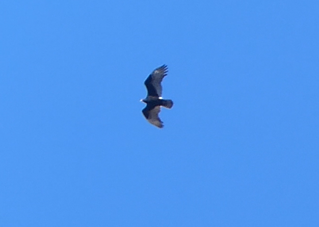 Turkey Vulture - ML555197251