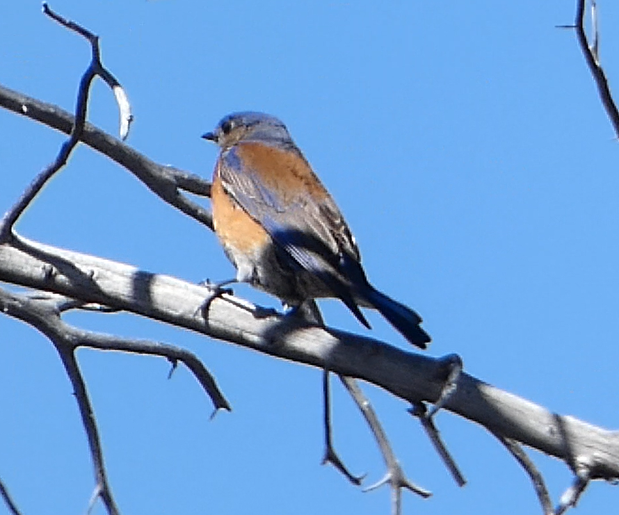 Western Bluebird - ML555197481