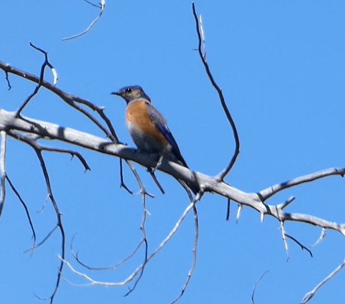 Western Bluebird - ML555197491
