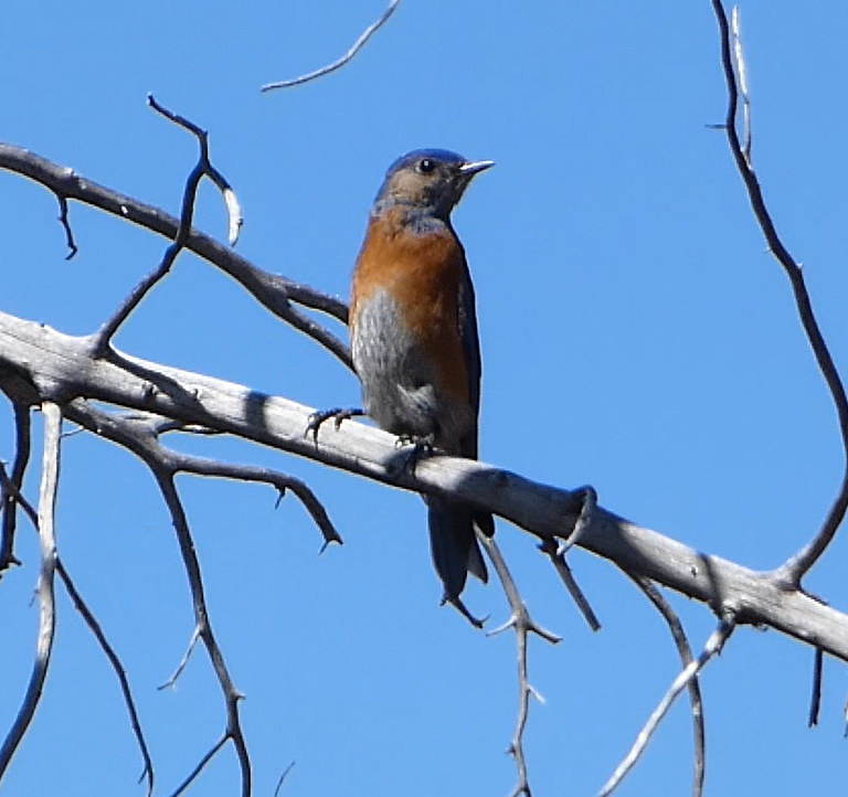 Western Bluebird - ML555197501