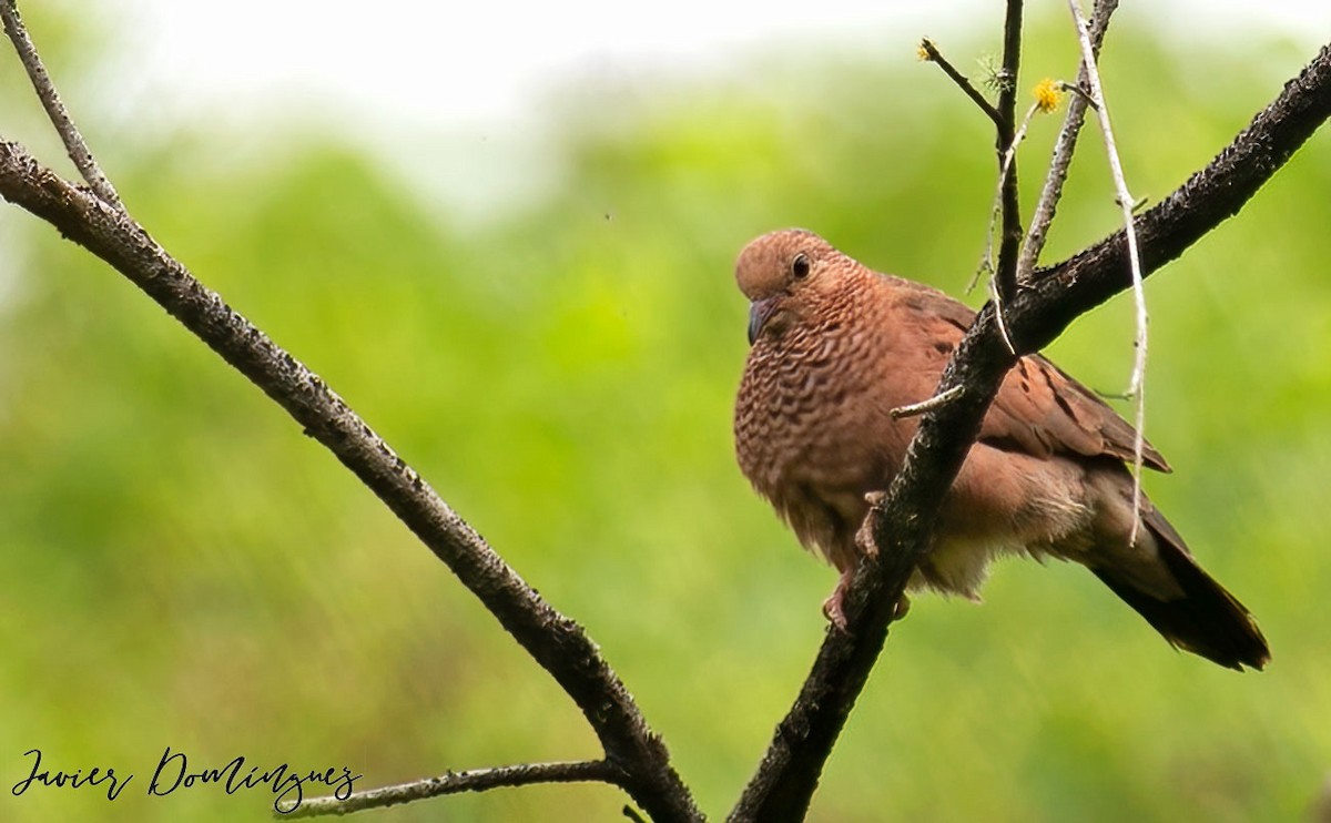 Common Ground Dove - ML555198121