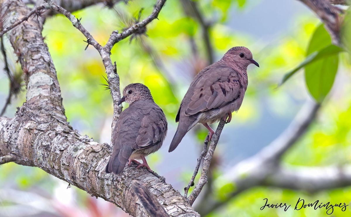 Common Ground Dove - ML555198141