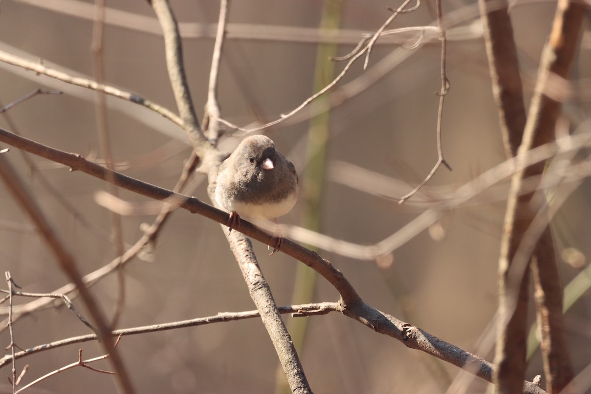 Dark-eyed Junco - ML555199061