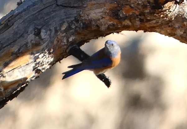 Western Bluebird - ML555199111