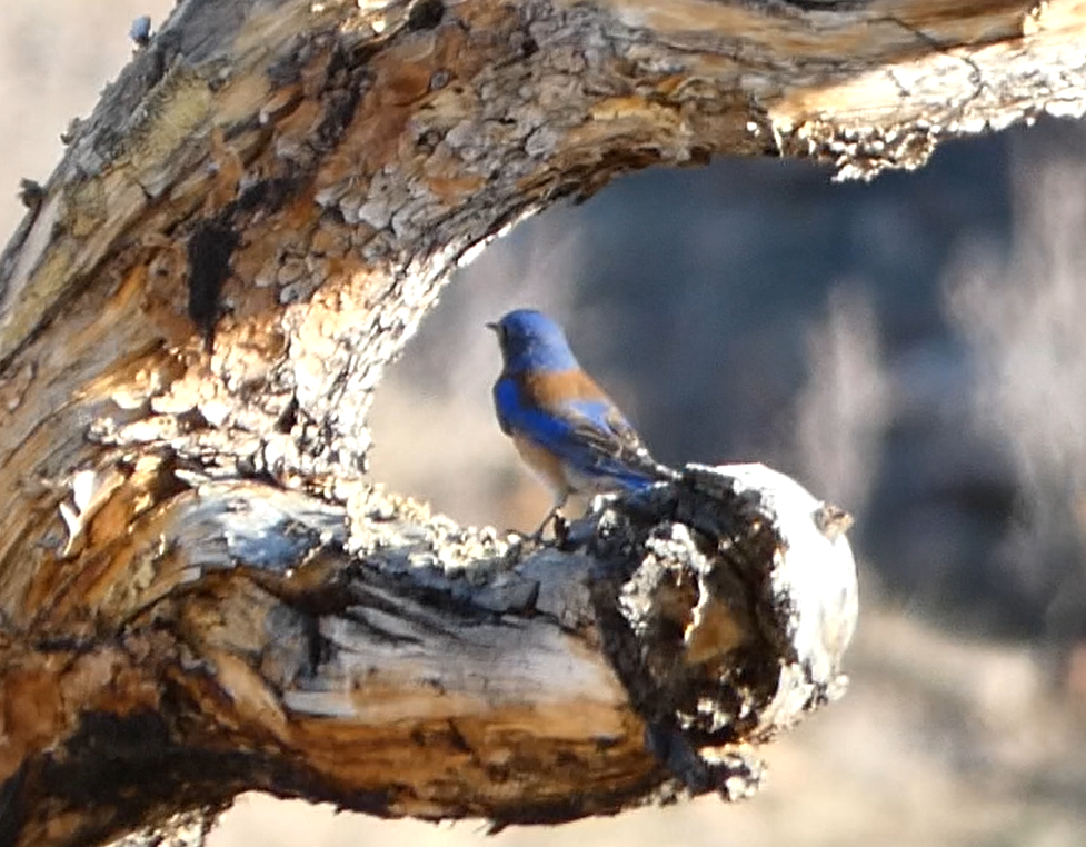 Western Bluebird - ML555199121