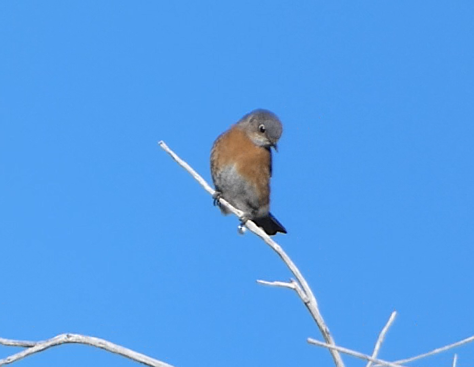 Western Bluebird - ML555199131