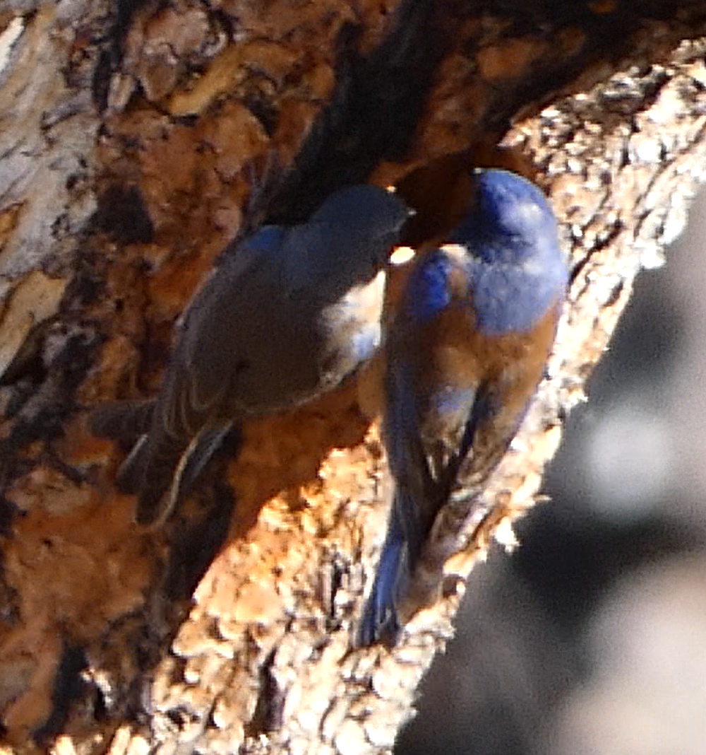 Western Bluebird - ML555199141