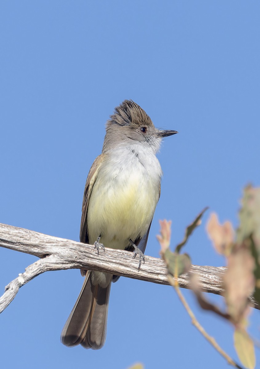 Dusky-capped Flycatcher - ML555199251