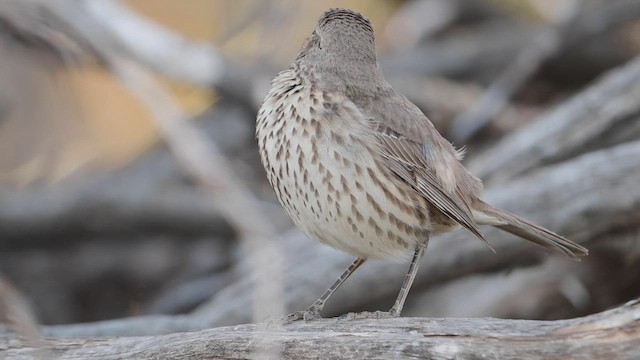 Sage Thrasher - ML555201441