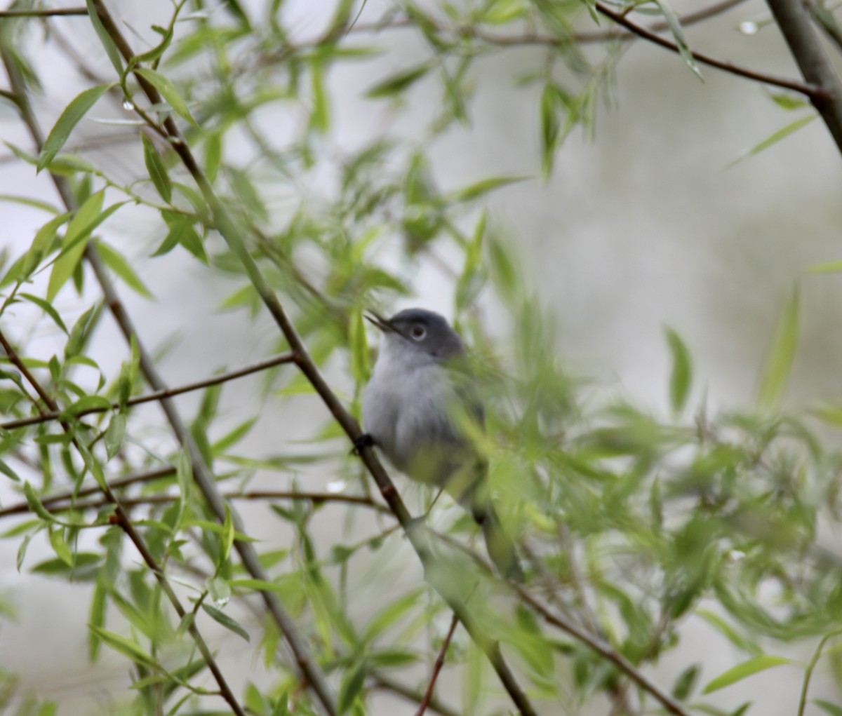 Blue-gray Gnatcatcher - ML555203661