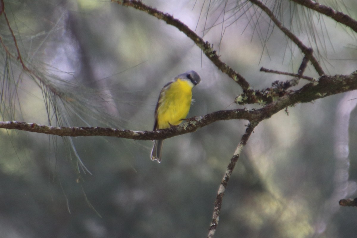 Eastern Yellow Robin - ML555205281