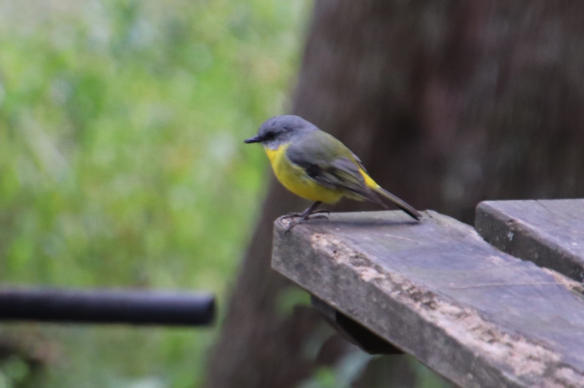 Eastern Yellow Robin - Sonia Boughton