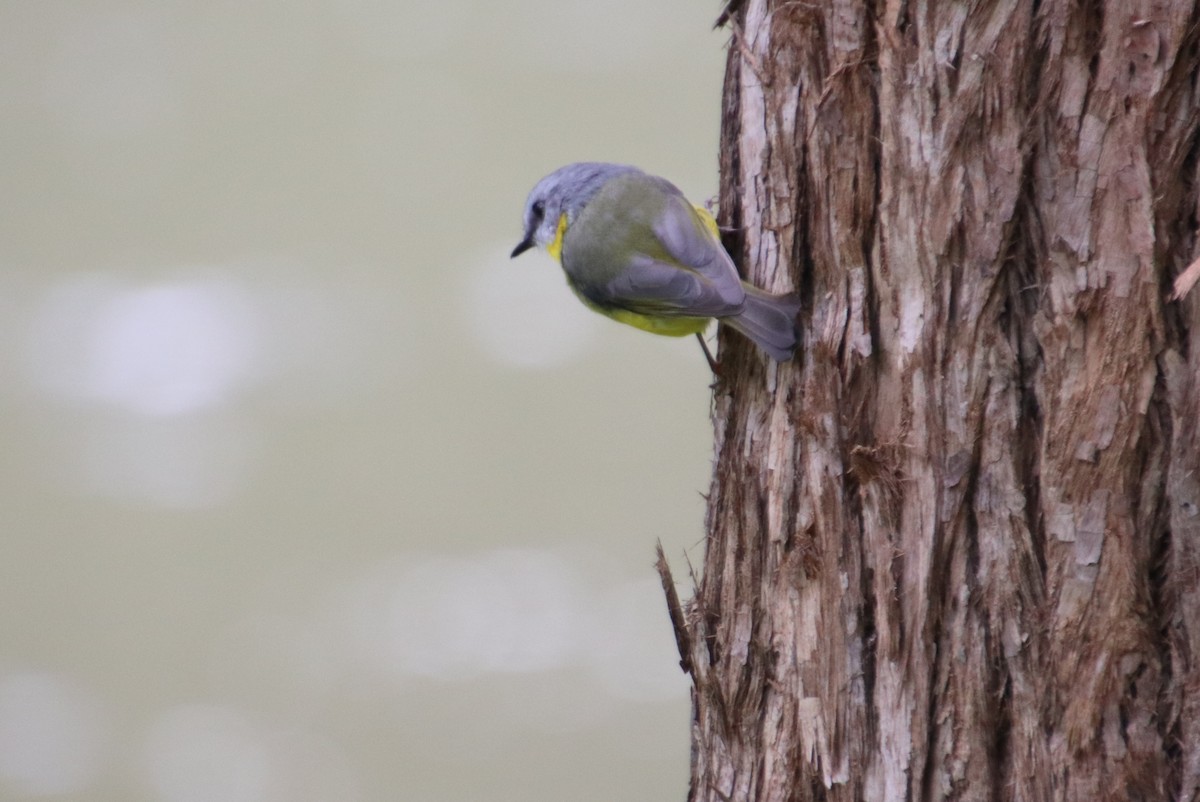 Eastern Yellow Robin - ML555205311