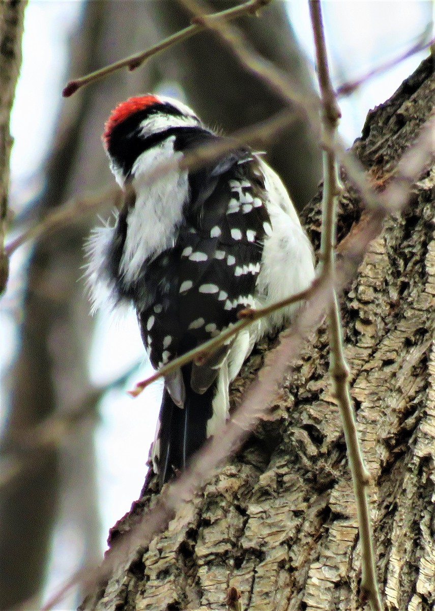 Downy Woodpecker - ML555205671