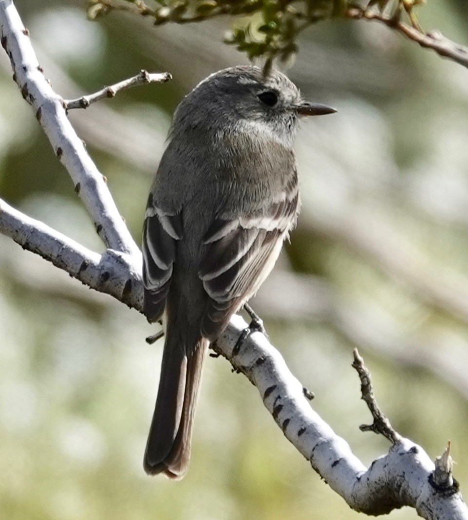 Hammond's/Dusky Flycatcher - ML555206431