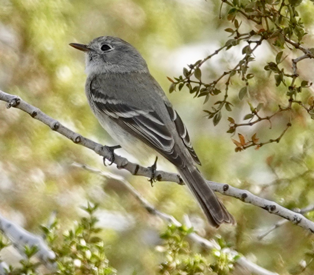 Hammond's/Dusky Flycatcher - ML555206591