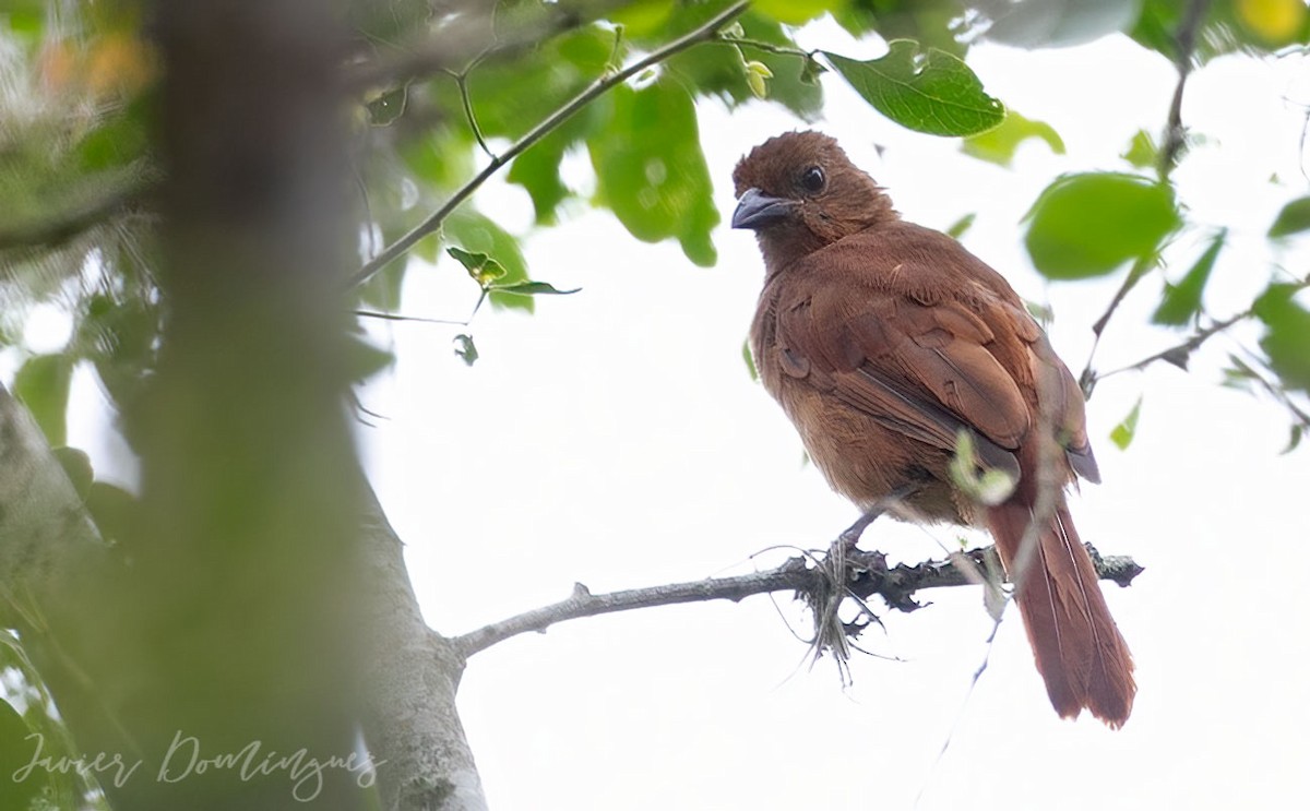 White-lined Tanager - ML555206731