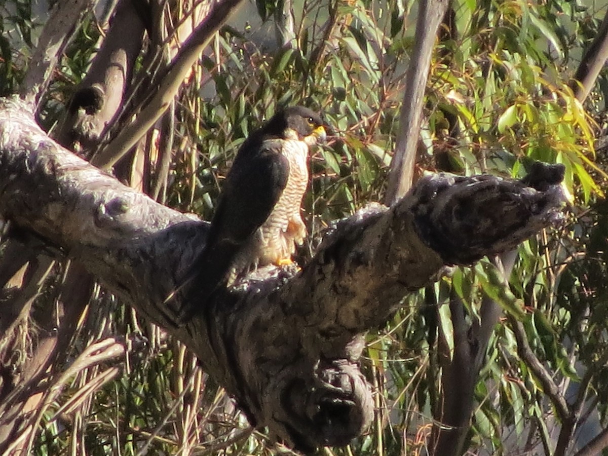Peregrine Falcon (Australian) - ML555206861