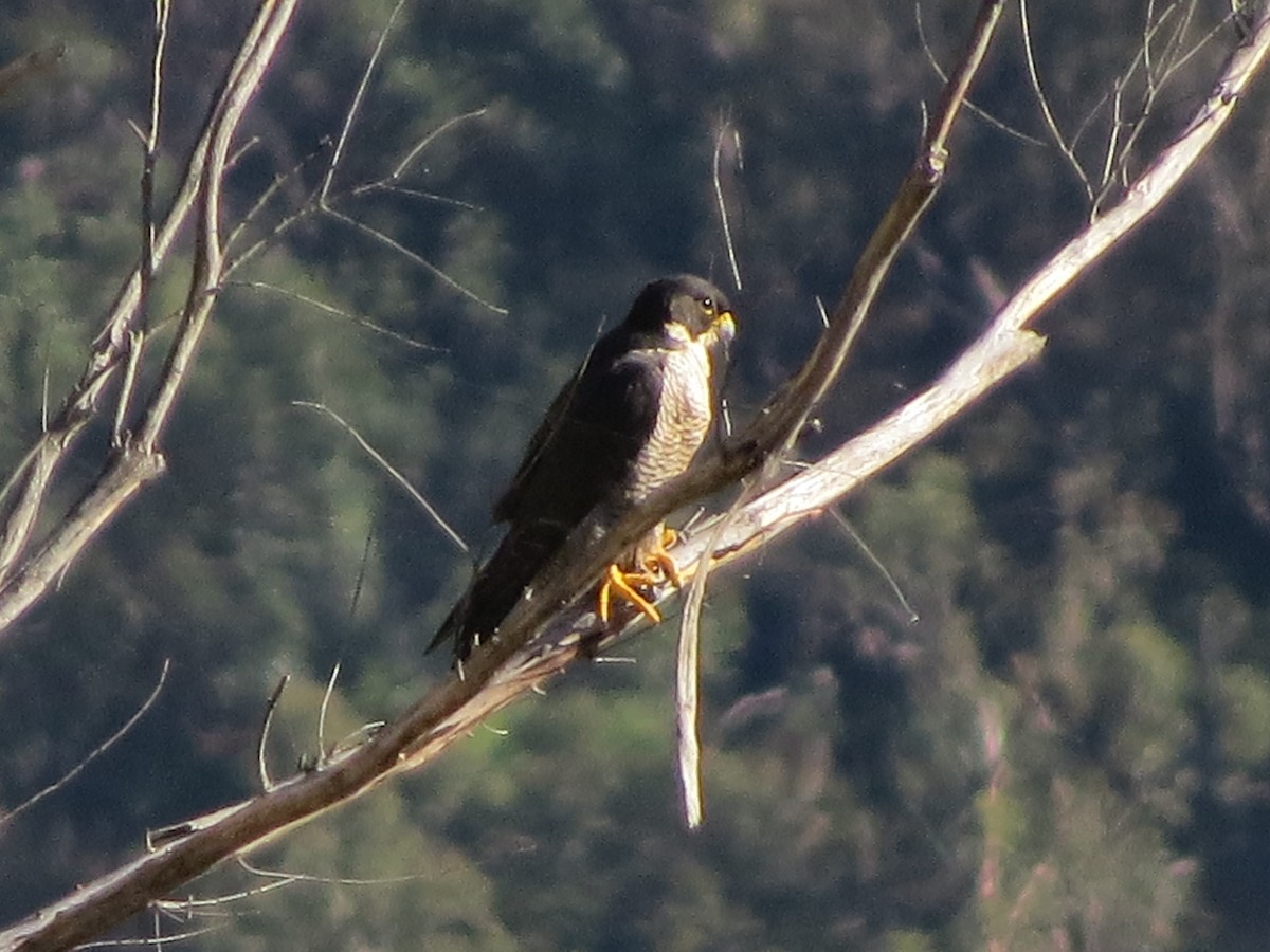 Peregrine Falcon (Australian) - ML555207011