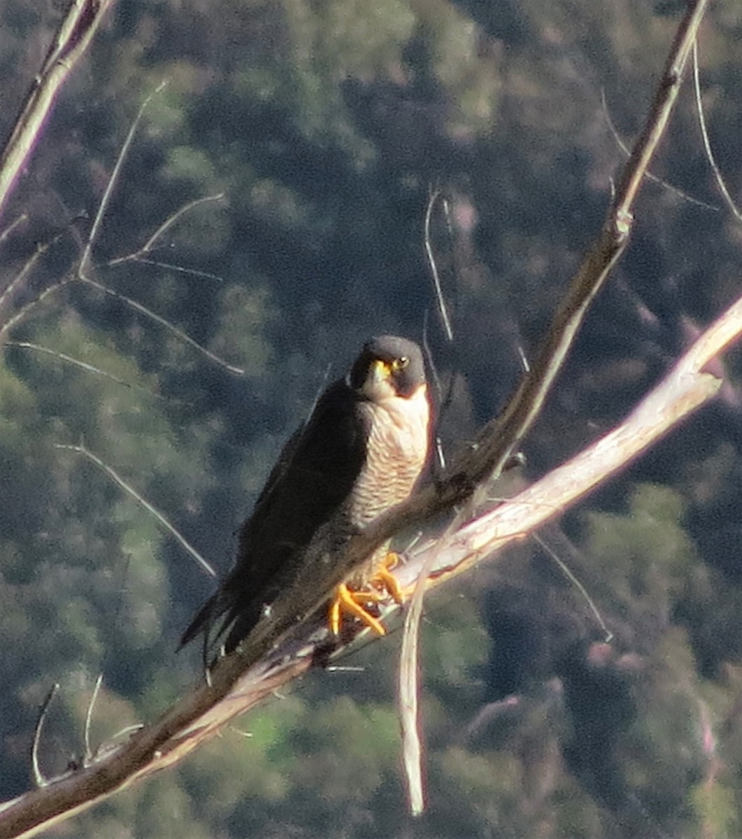 Peregrine Falcon (Australian) - ML555207401