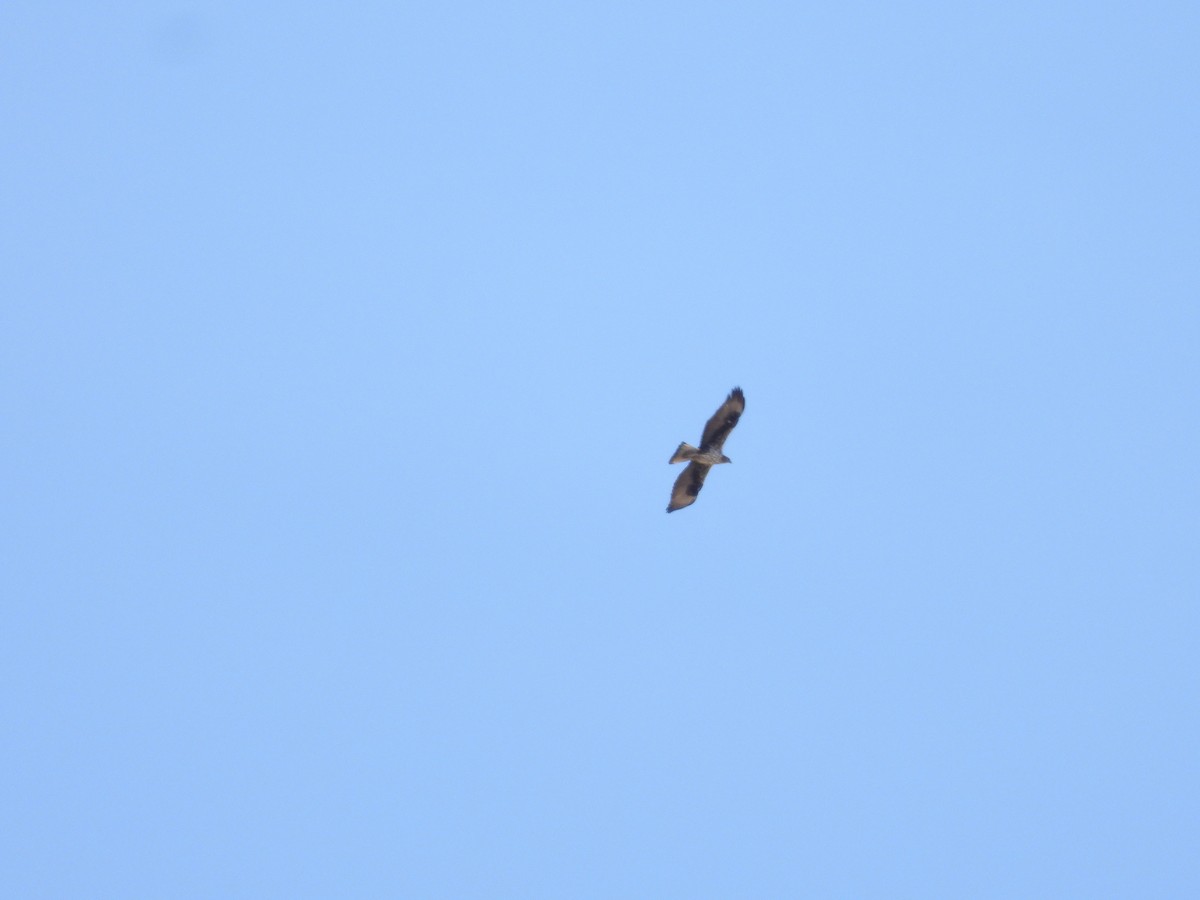 eBird Checklist - 7 Apr 2023 - Quinta dos Carris - 40 species