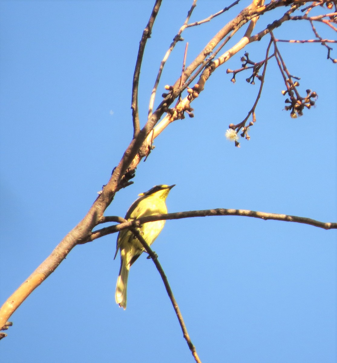 Yellow-tufted Honeyeater - ML555207781
