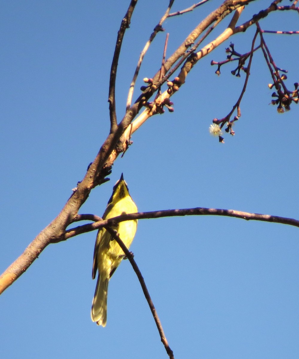 Yellow-tufted Honeyeater - ML555207861