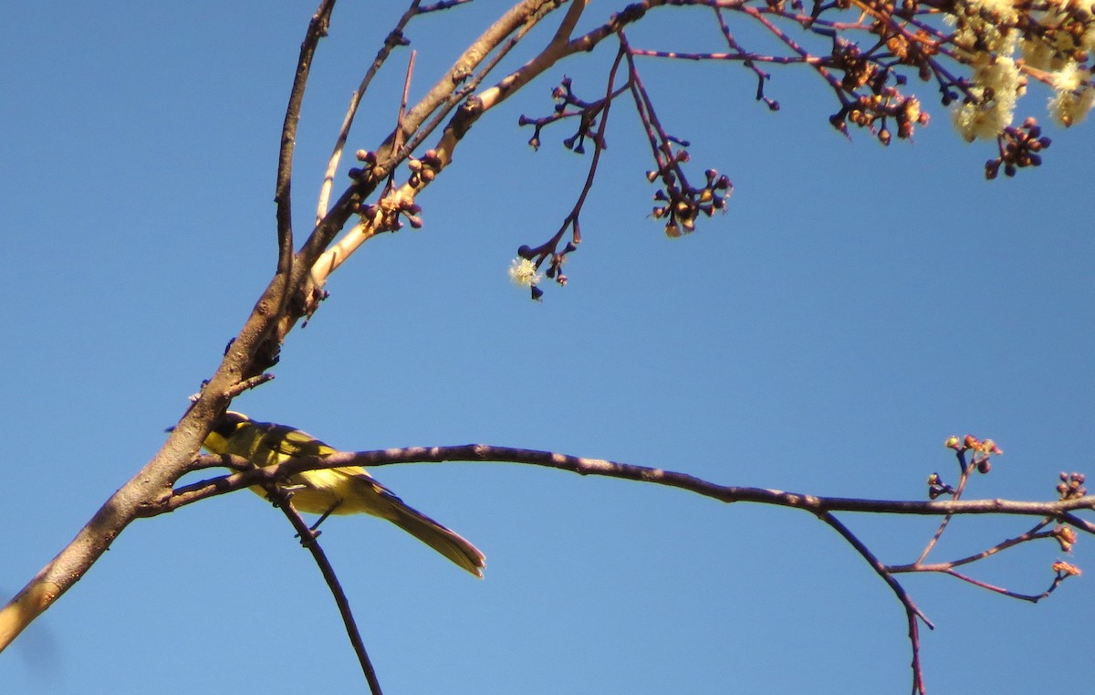 Yellow-tufted Honeyeater - ML555207991
