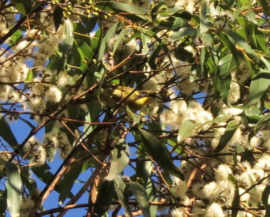 Yellow-tufted Honeyeater - ML555208121