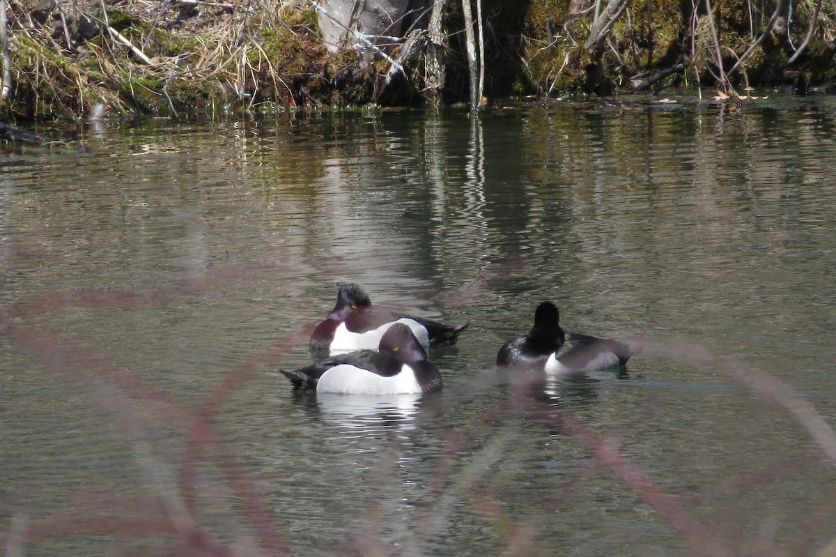Ring-necked Duck - Jarvis Shirky