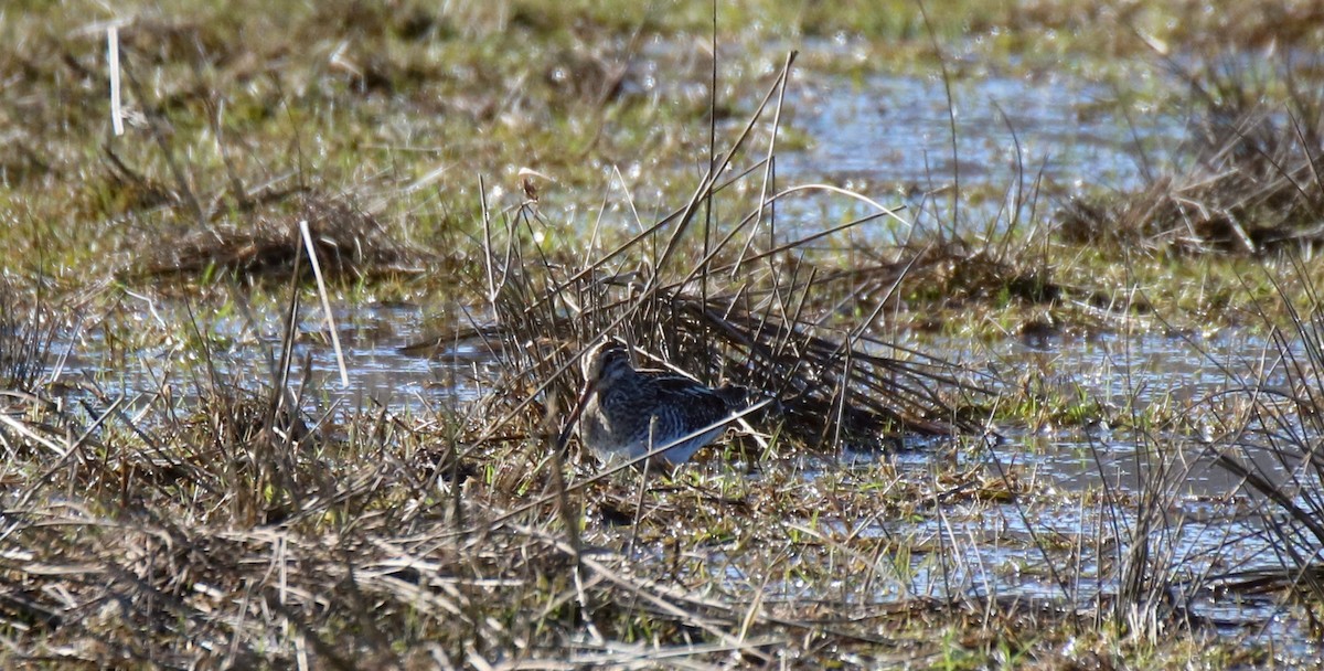 Wilson's Snipe - ML555209101