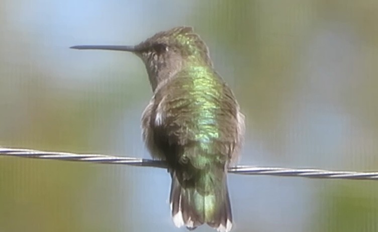 Ruby-throated Hummingbird - ML555210221