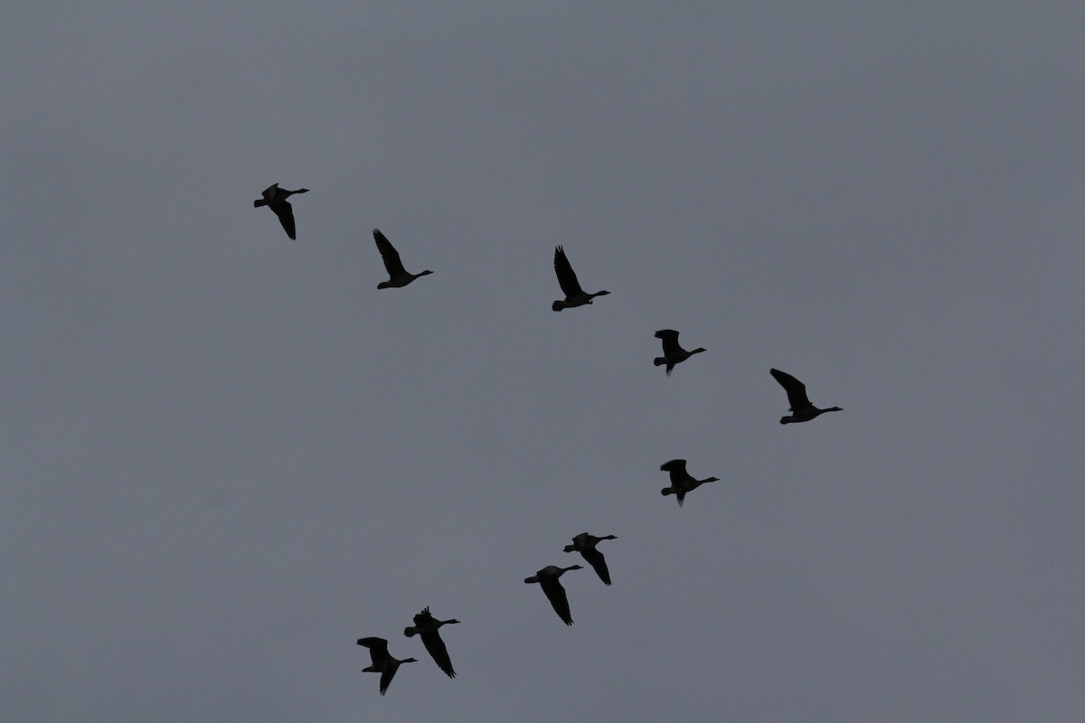 Greater White-fronted Goose - ML555210921