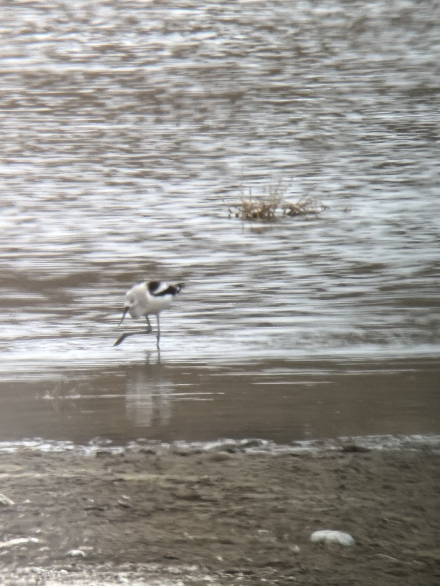 American Avocet - ML555211031