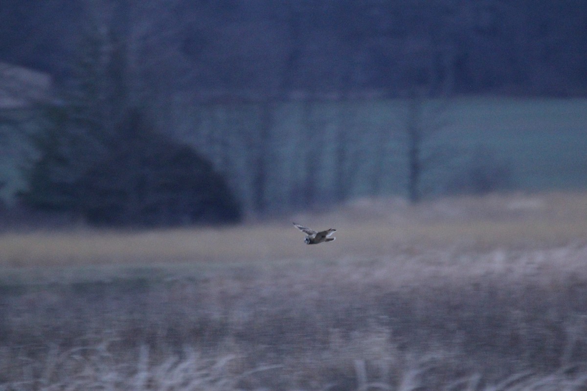 Short-eared Owl - ML555211301