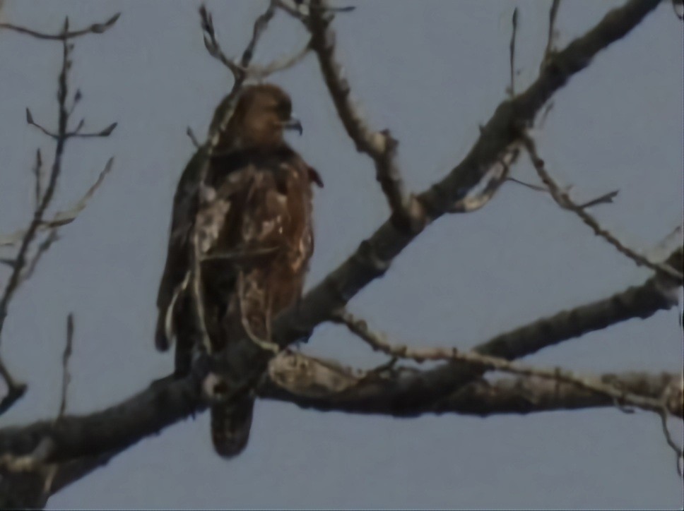 Red-tailed Hawk - ML555211661