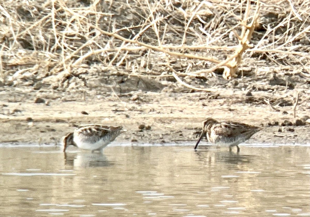 Wilson's Snipe - ML555212881